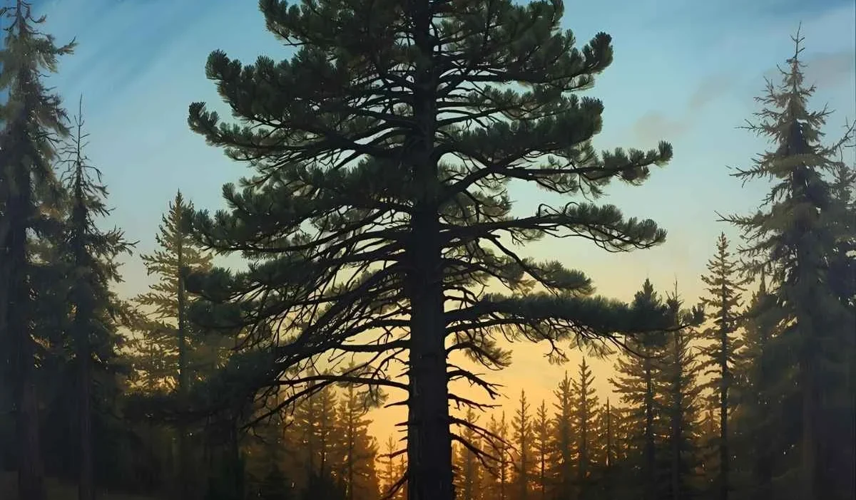 Pine Tree Symbolism