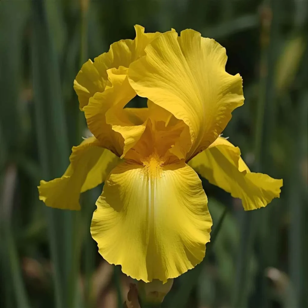 Spiritual Meaning of Seeing an Iris Flower