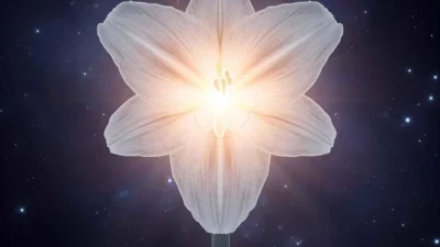 The Spiritual Meaning of Amaryllis Symbolism