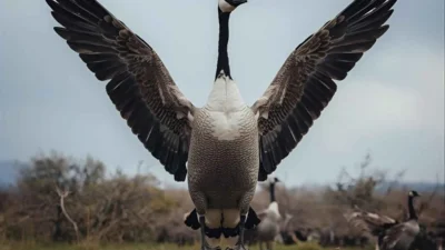 Goose Symbolism