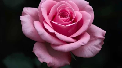 Pink Rose Symbolism