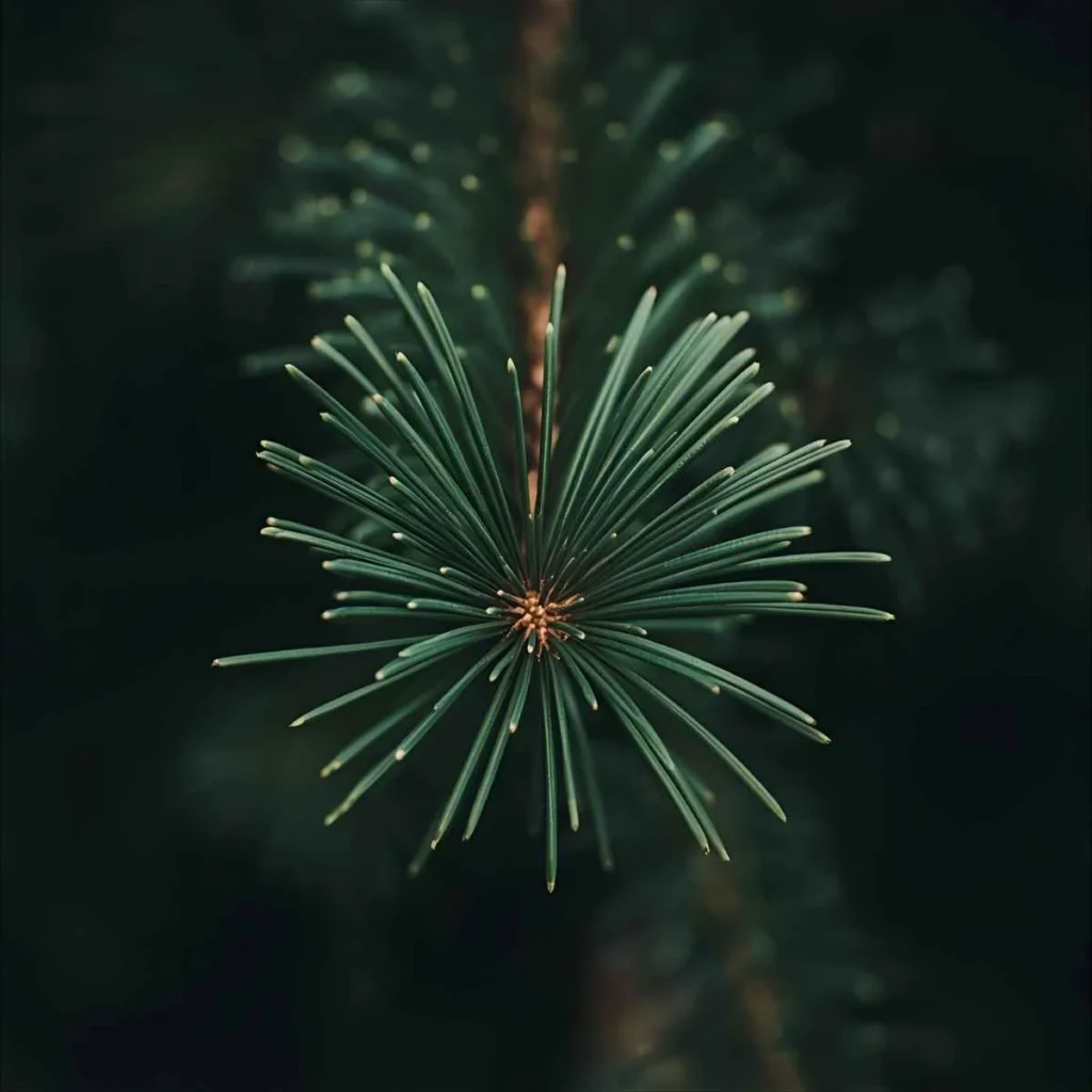 Spiritual Meaning of Pine Needle