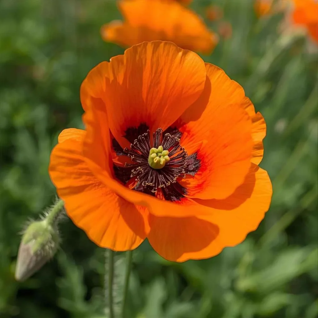 Spiritual Meaning of Seeing a Poppy Flower