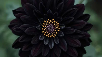 Spiritual Meaning of Seeing Black Dahlia Symbolism