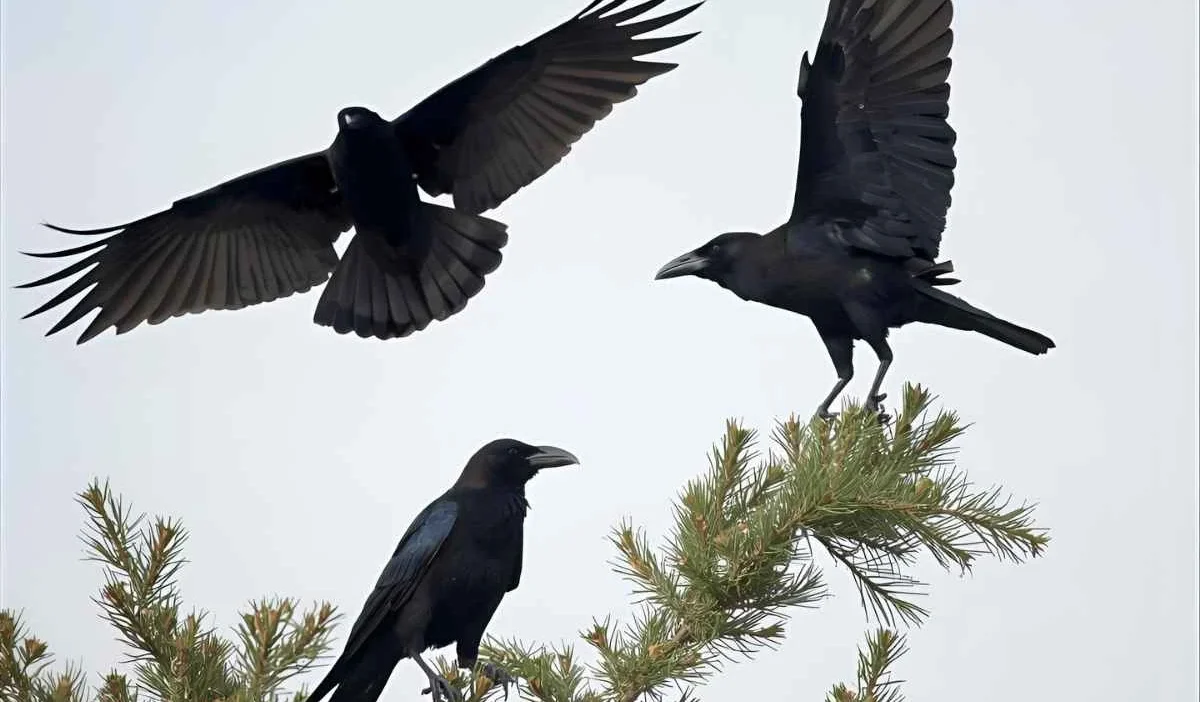 Spiritual Meaning of Seeing Symbolism of Crows