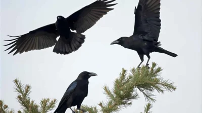 Spiritual Meaning of Seeing Symbolism of Crows