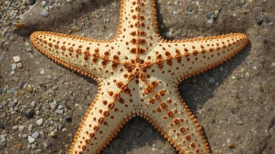 Starfish Symbolism