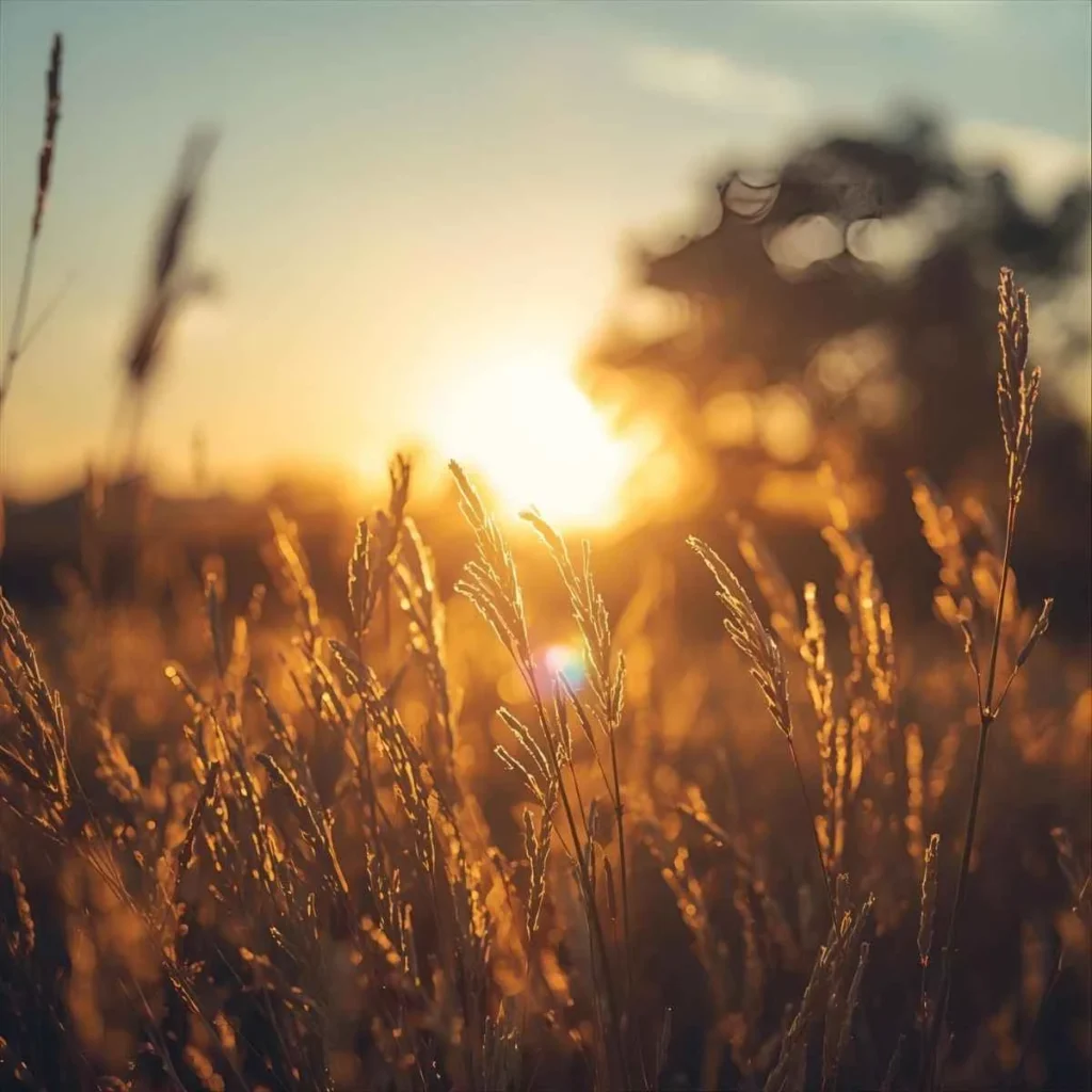 The Spiritual Meaning of Seeing a Morning Glory