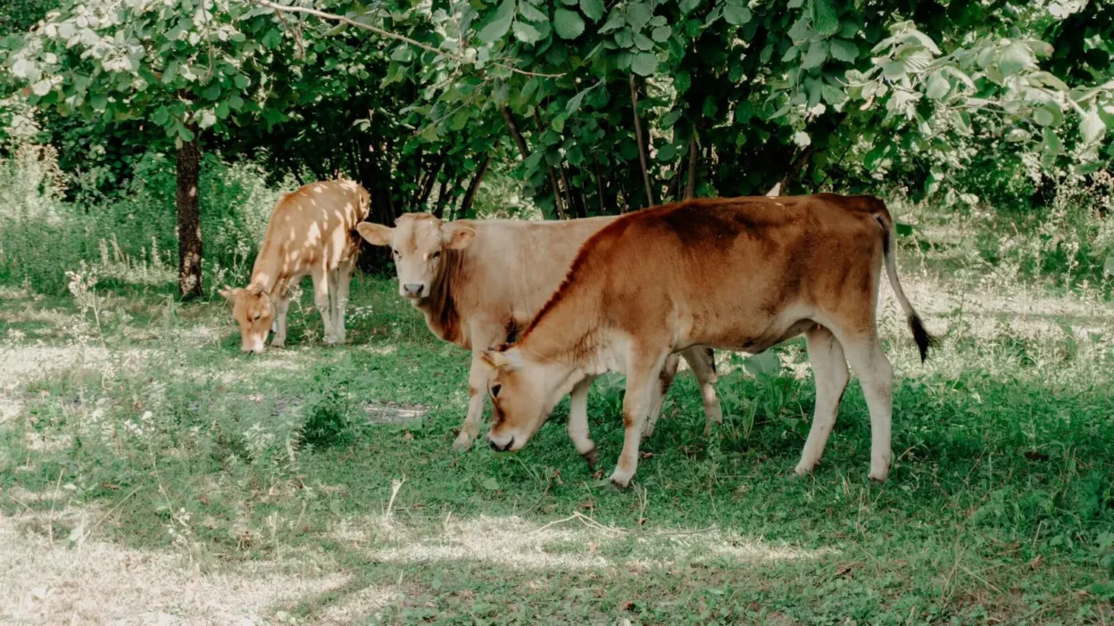 Mini Cow Safari A Unique Experience for Families and Kids