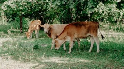 Mini Cow Safari A Unique Experience for Families and Kids