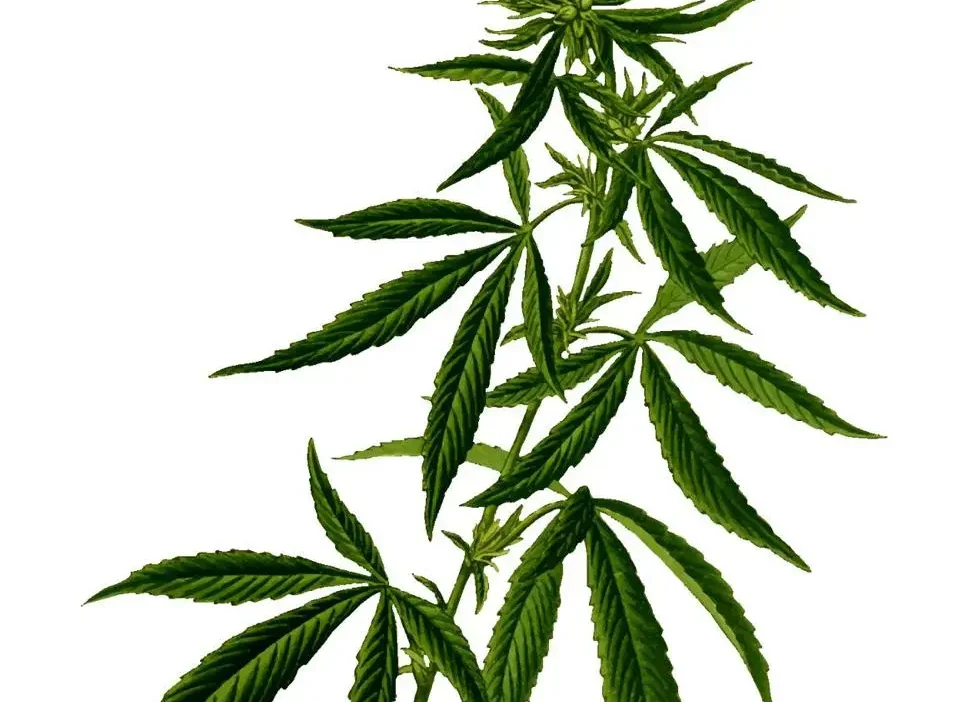 New Product Drops With Fresh Options to Explore