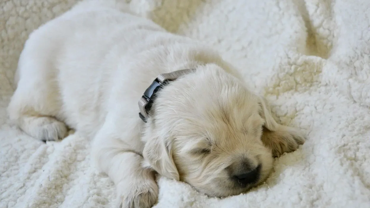 The Modern Pet Parent's Guide to Sophisticated Pup Essentials