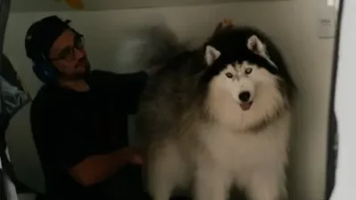 How the Best Design Will Draw You to the Best Groomer