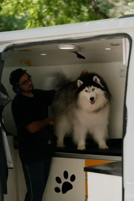 How the Best Design Will Draw You to the Best Groomer