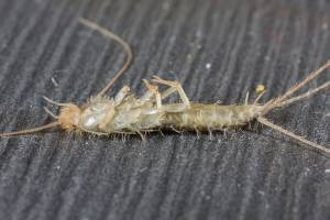 A Comprehensive Guide to Eco-Friendly Pest Control Options